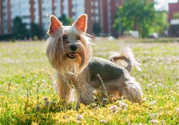 Yorkshire Terrier