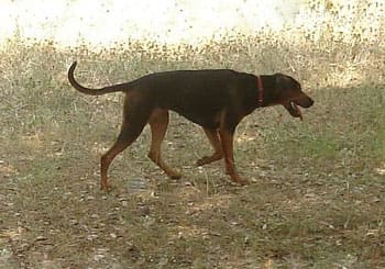 Yugoslavian Mountain Hound