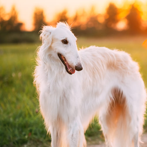 dog in circle