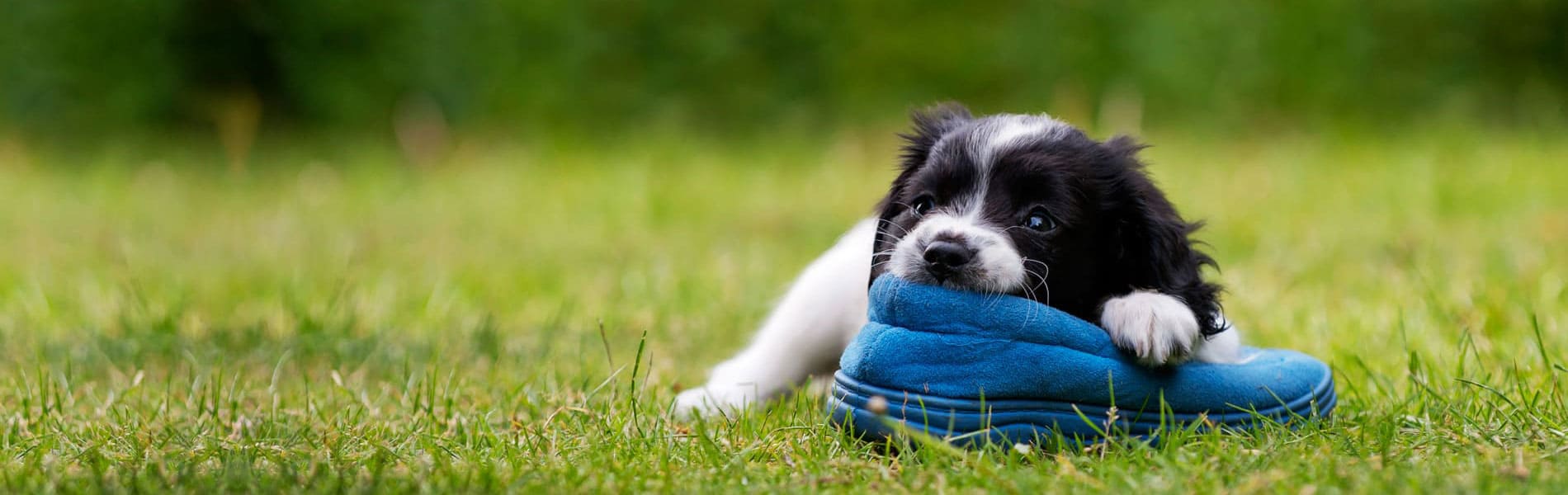 puppy-shoe