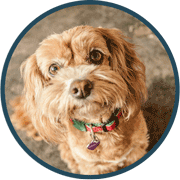Ide-Cavoodle-180