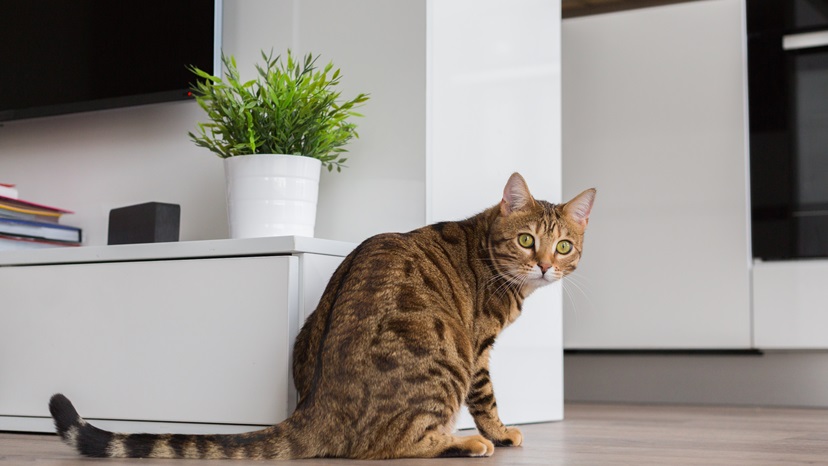 Cat_Bengal