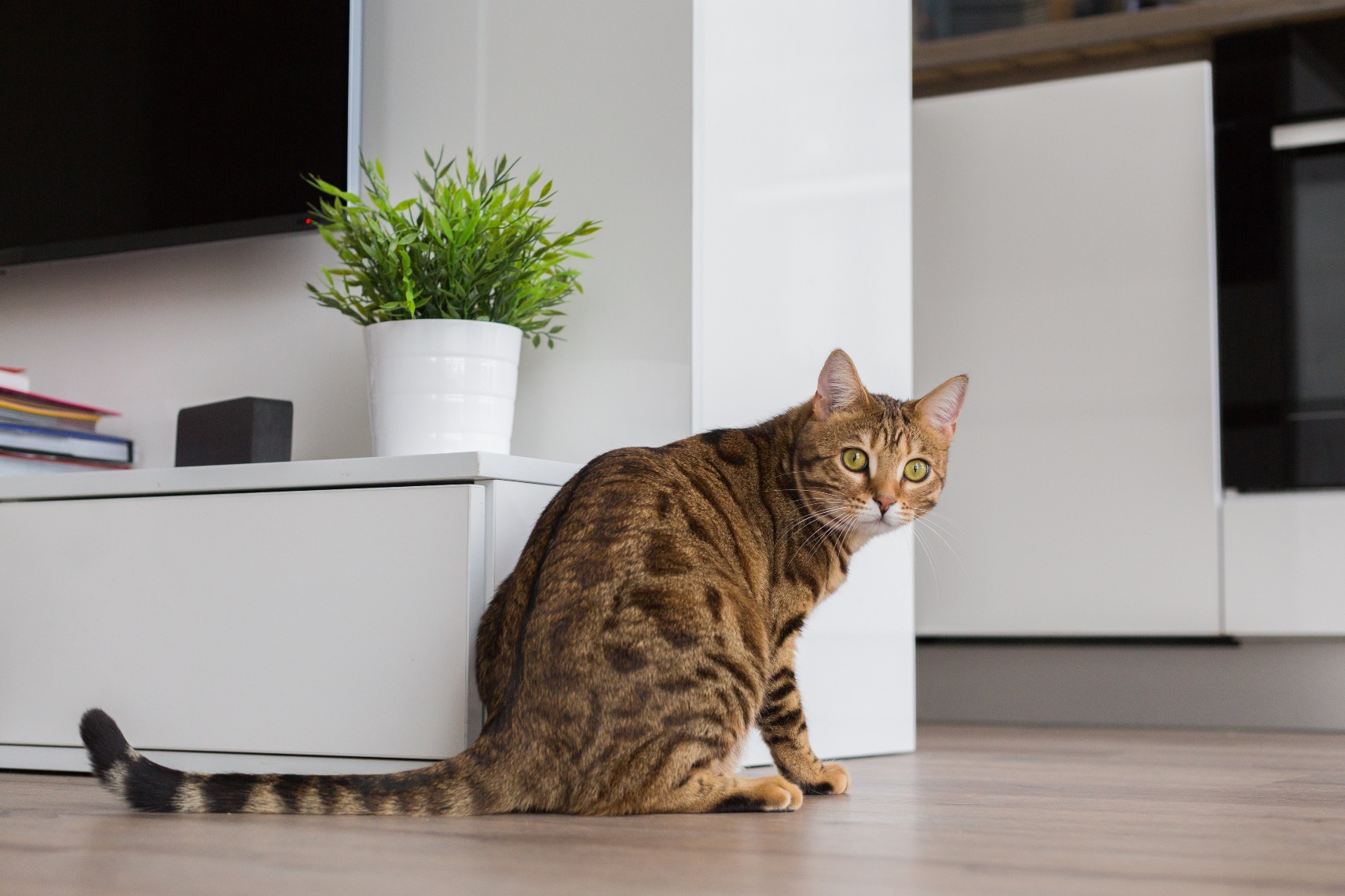 Cat_Bengal